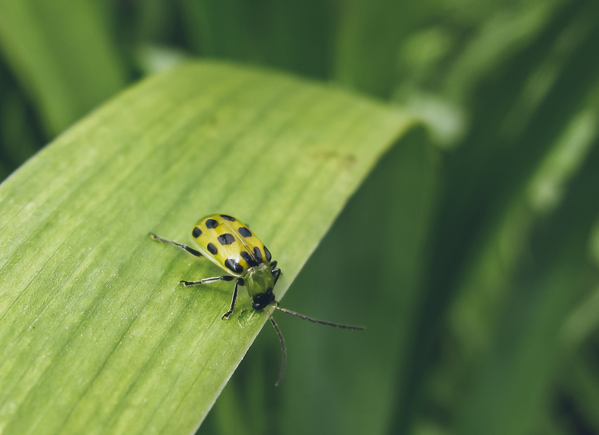 A spotted cucumber beetle with yellow-green wing covers and black spots.