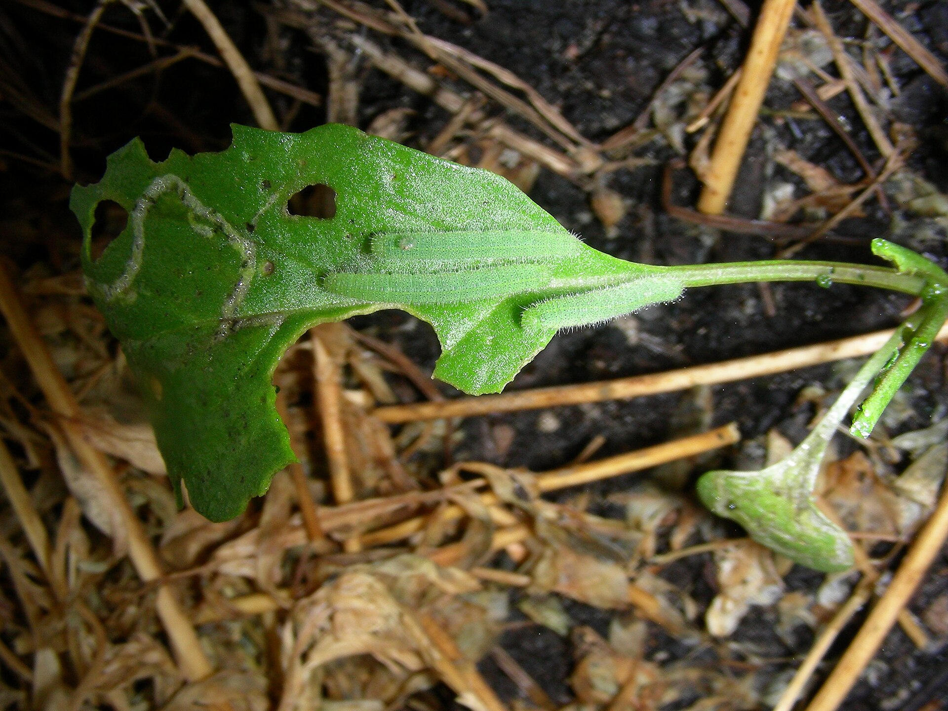 Green cabbage white butterfly larvae chewing a brassica leaf.