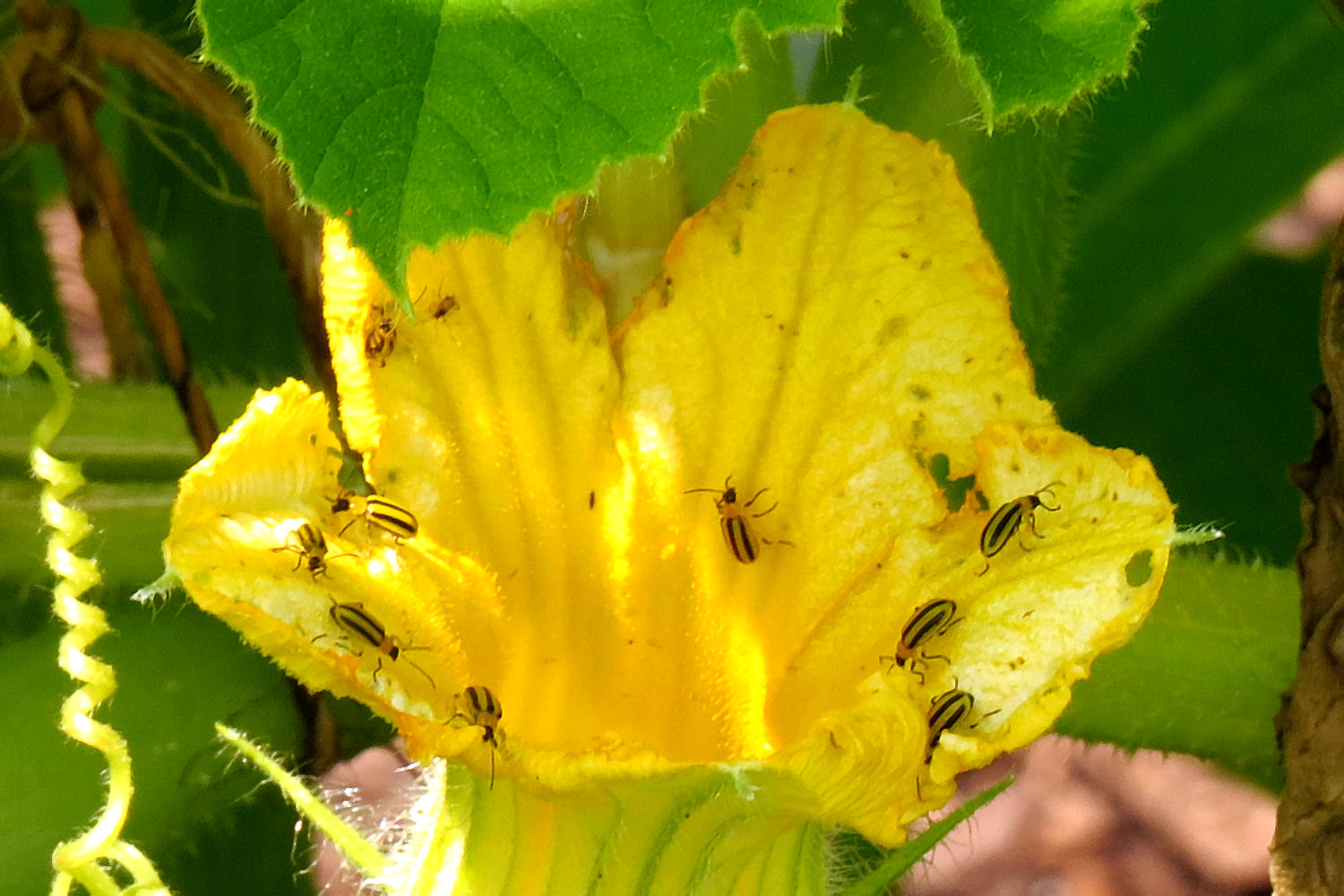 Striped cucumber beetles feeding inside a squash blossom.