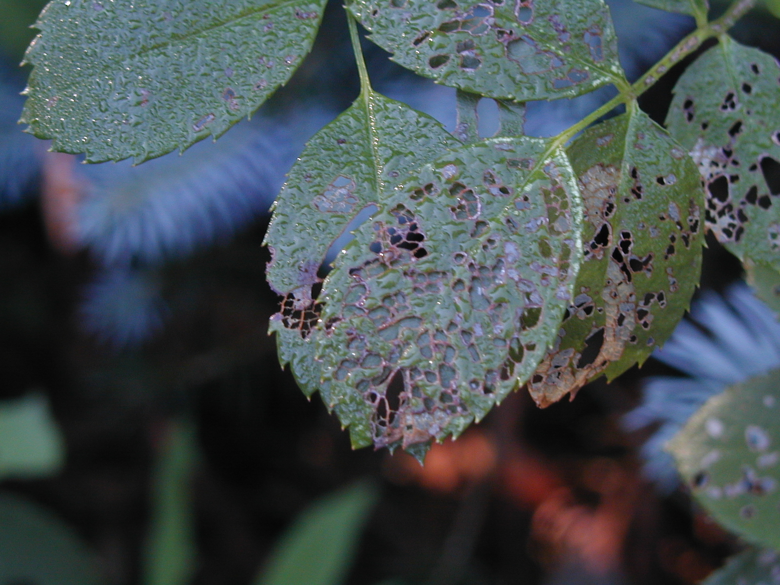 Rose leaves skeletonized by Japanese beetle feeding damage.