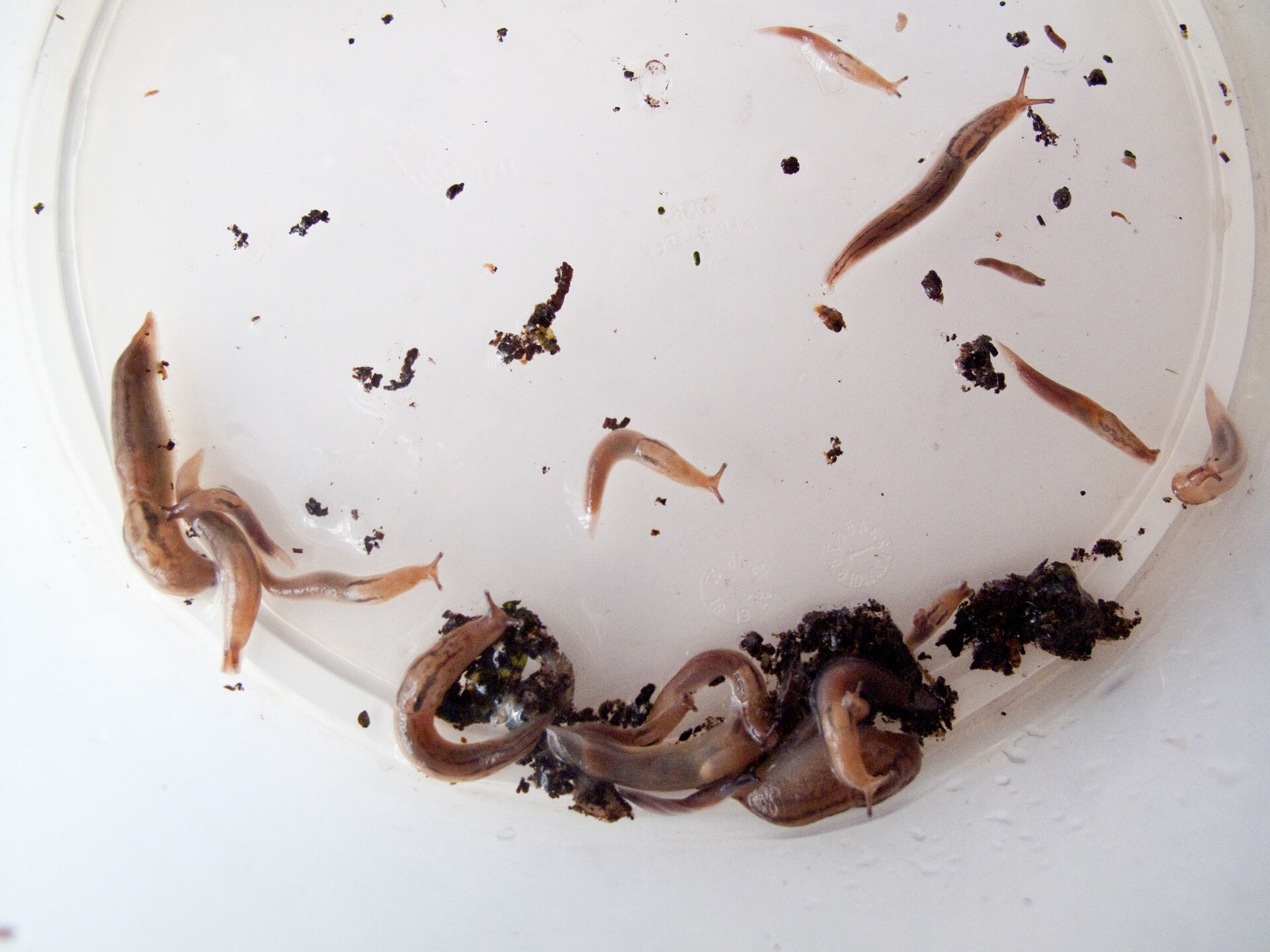 Several slugs collected after feeding on lettuce.