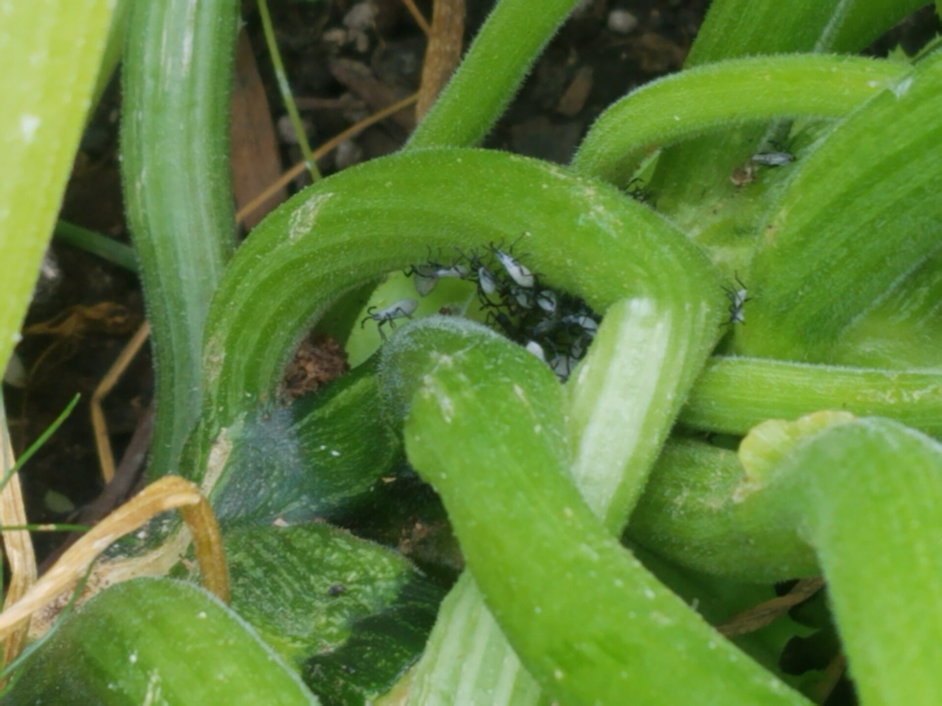 Squash bug nymphs clustered around a squash plant stem.