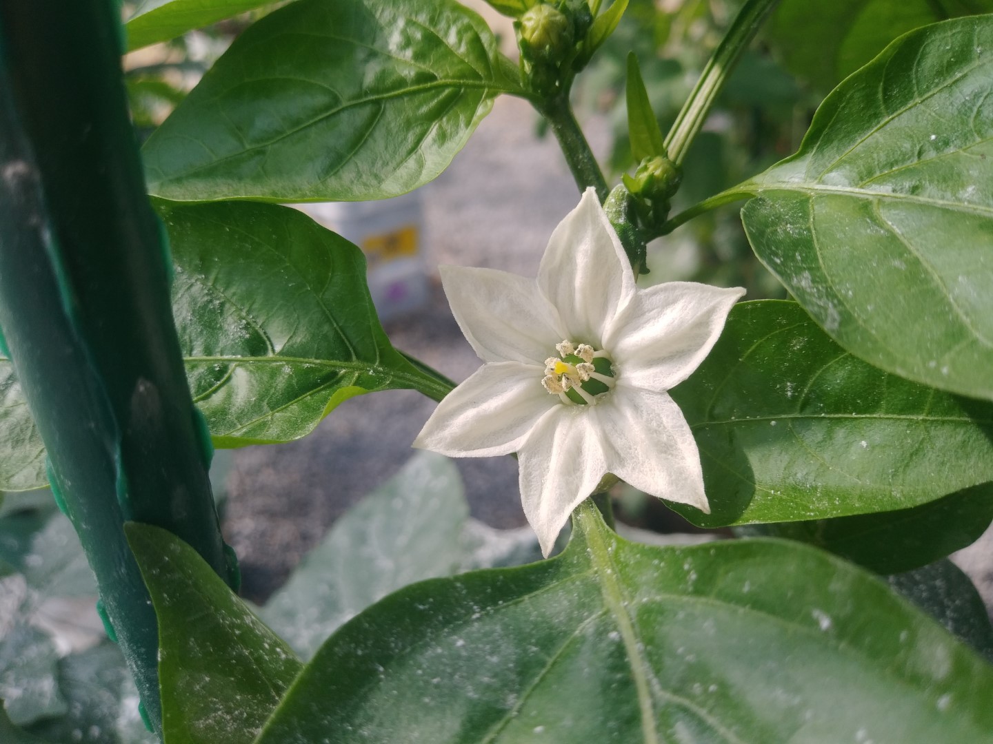 A close view of a white pepper flower on a green pepper plant.