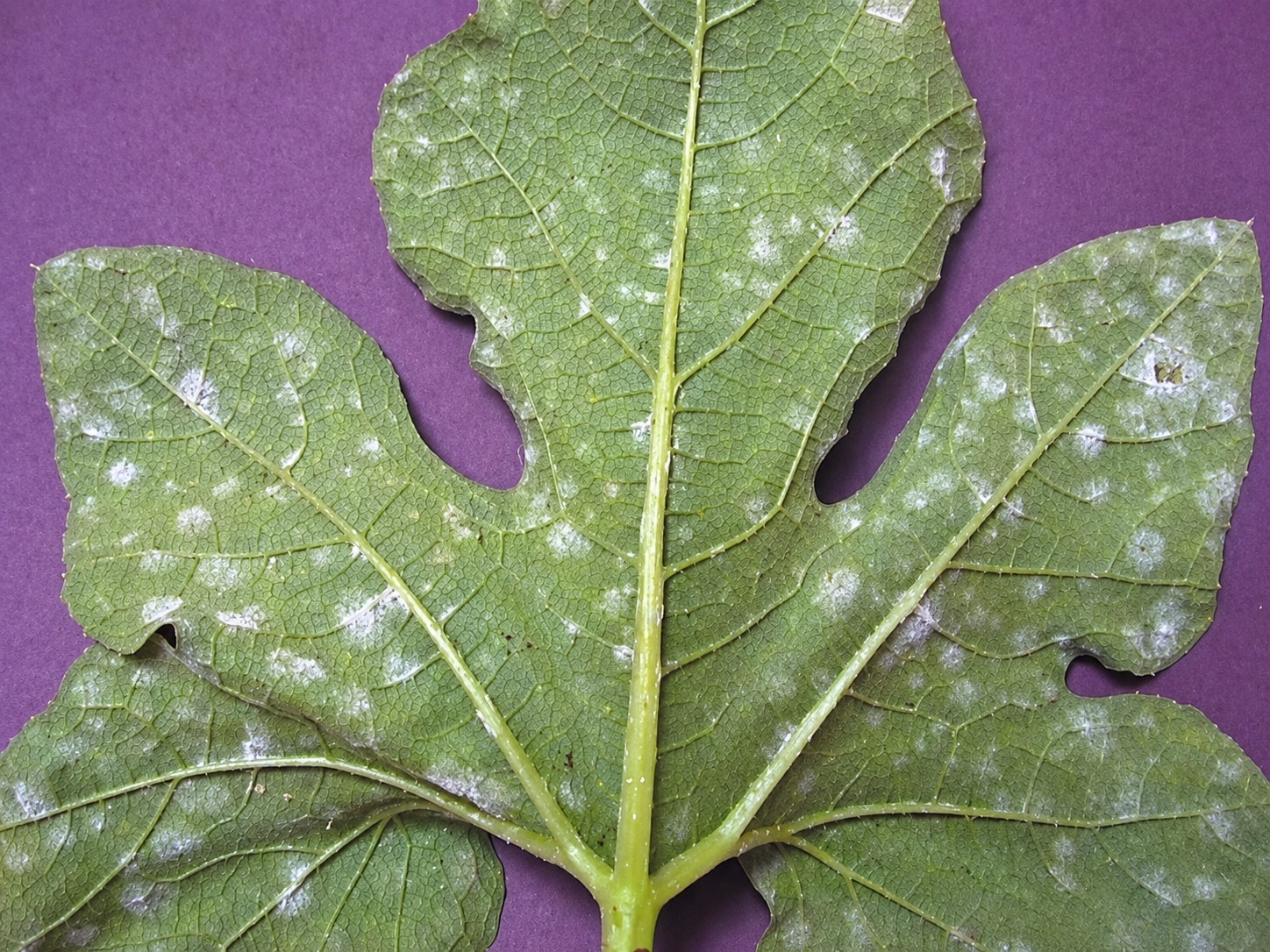 A squash leaf underside with many small white powdery mildew colonies.