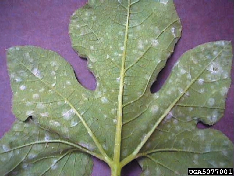 A squash leaf underside with many small white powdery mildew colonies.