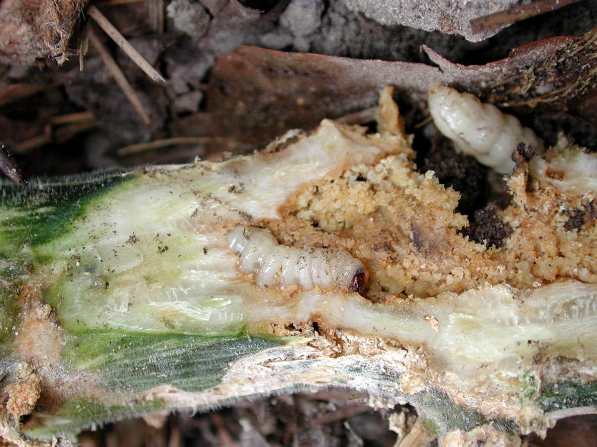 A squash stem cut open to show pale squash vine borer larvae and sawdust-like frass inside the stem.