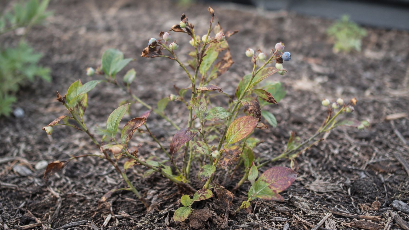 A small struggling blueberry shrub with spotted leaves and a few berries growing in mulched soil.