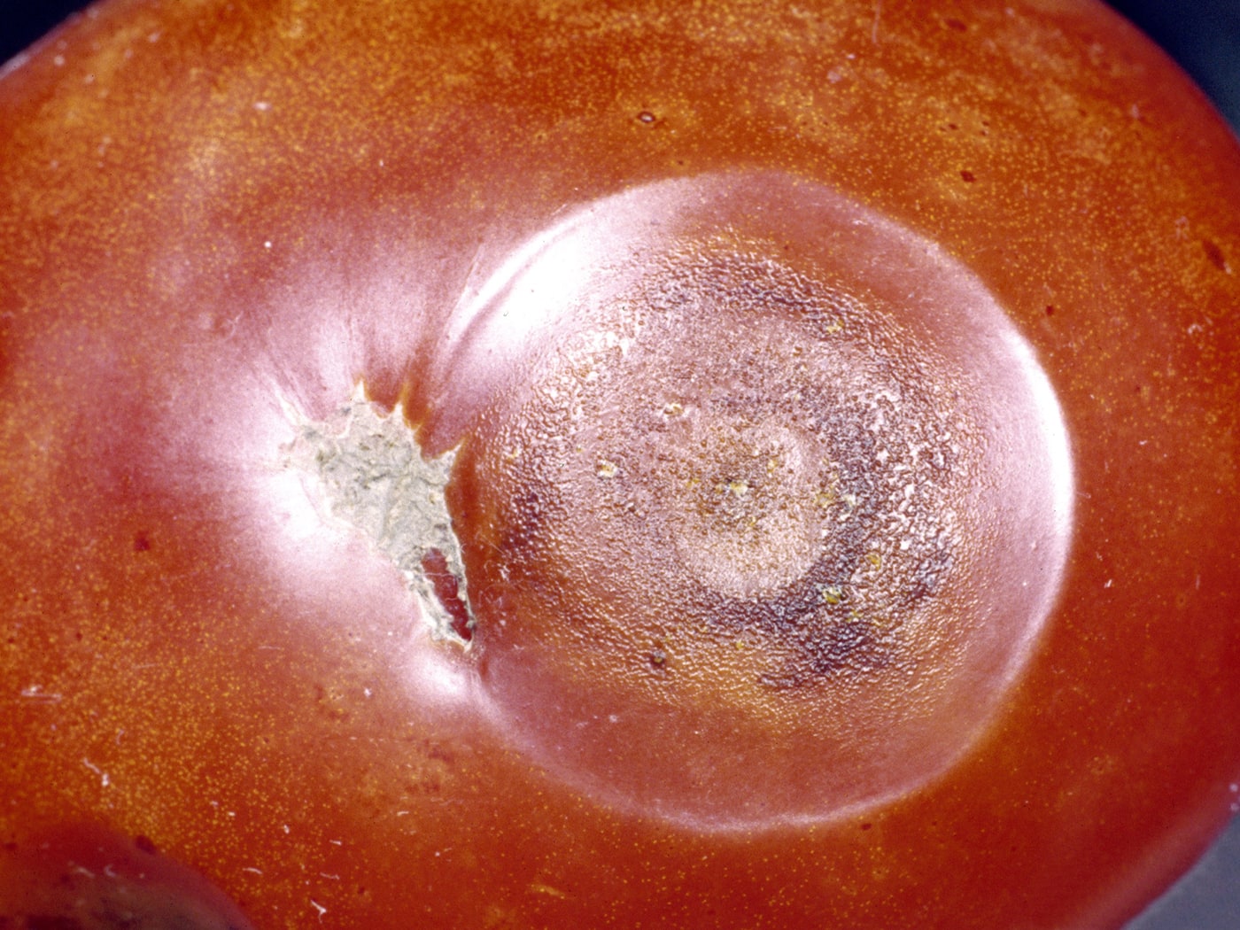 A tomato fruit with a circular sunken anthracnose lesion.