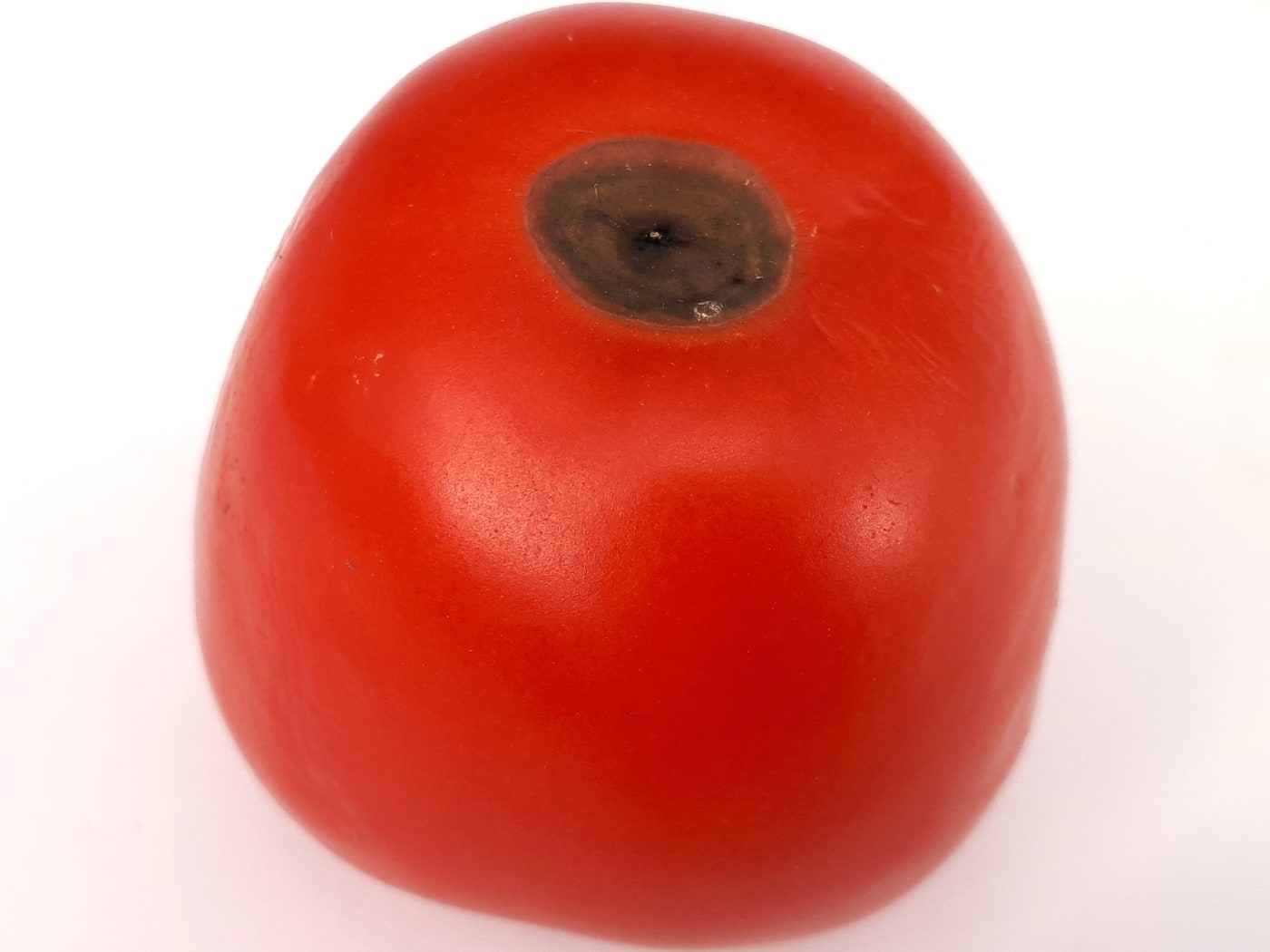 A ripe tomato with a dark sunken blossom-end rot lesion on the blossom end.