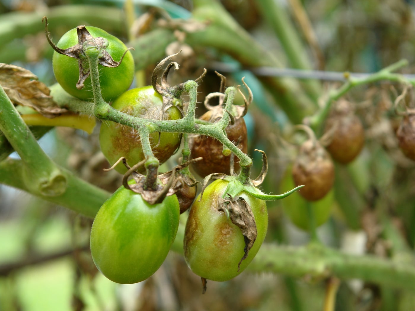 Tomato fruit on the vine with brown late blight damage and collapsing foliage.