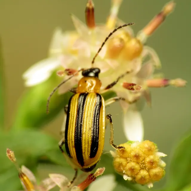 A striped cucumber beetle with yellow wing covers and black stripes resting on a green leaf.