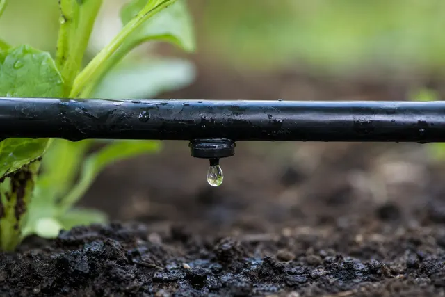 A black drip irrigation line releasing a water droplet beside a garden plant.