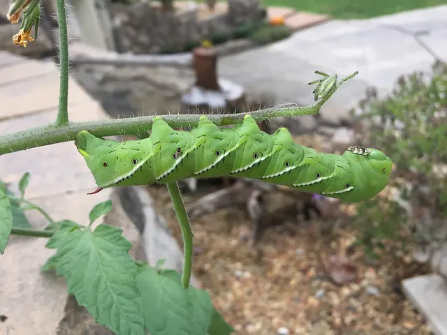A large green tomato hornworm feeding on a tomato plant stem.