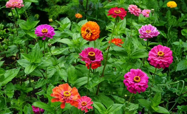 Colorful zinnias blooming in a lush summer garden bed.