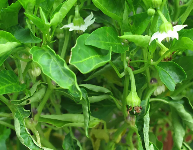 A Cubanelle pepper plant with white flowers and young green fruit forming.