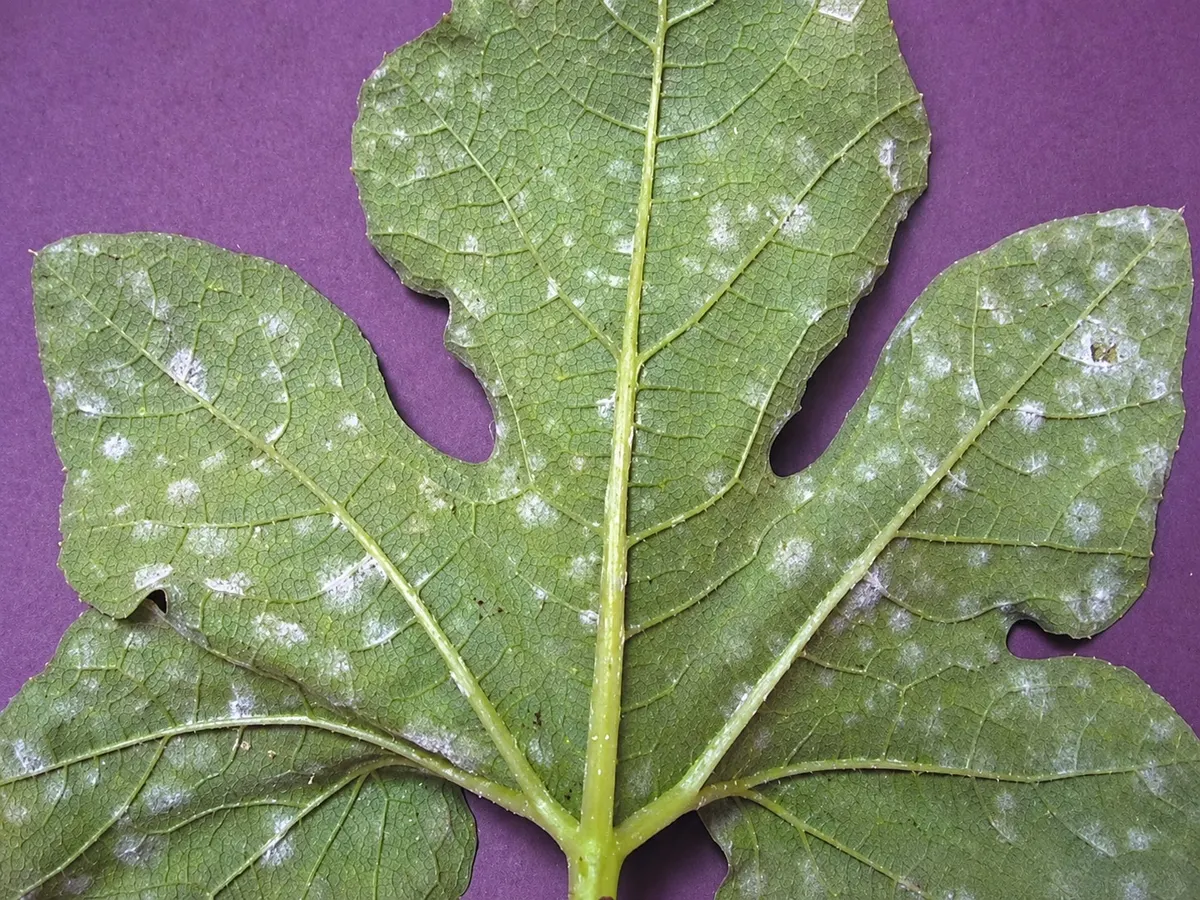 A squash leaf underside with scattered white powdery mildew colonies.