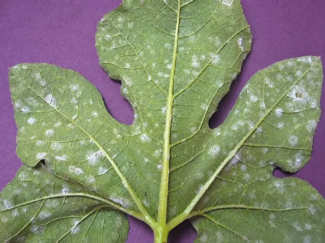A squash leaf underside with scattered white powdery mildew colonies.