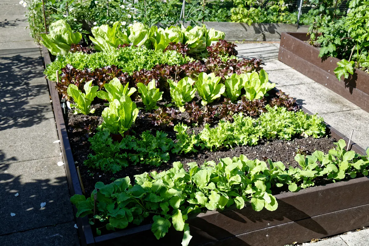 A real raised garden bed planted with several varieties of lettuce and leafy greens.