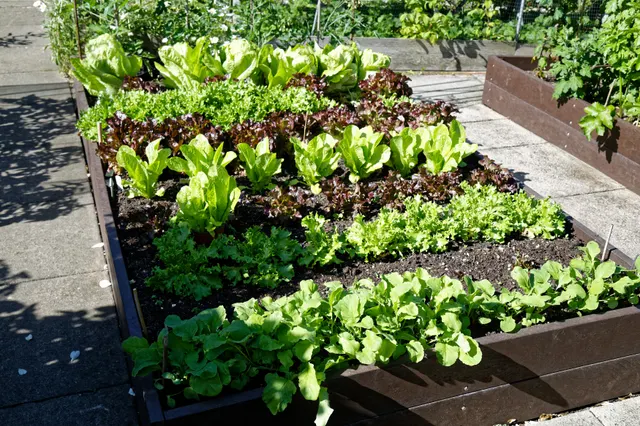 A real raised garden bed planted with several varieties of lettuce and leafy greens.