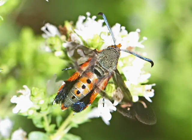 An adult squash vine borer moth with an orange and black body resting on white flowers.