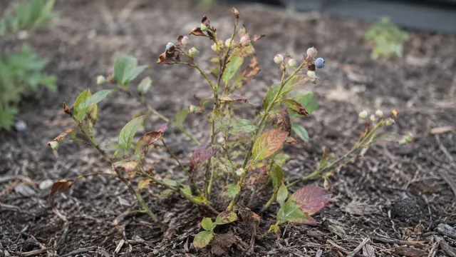 A small struggling blueberry shrub with spotted leaves and a few berries growing in mulched soil.