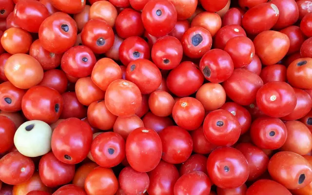 A pile of ripe red tomatoes showing dark blossom-end rot scars on the blossom ends.