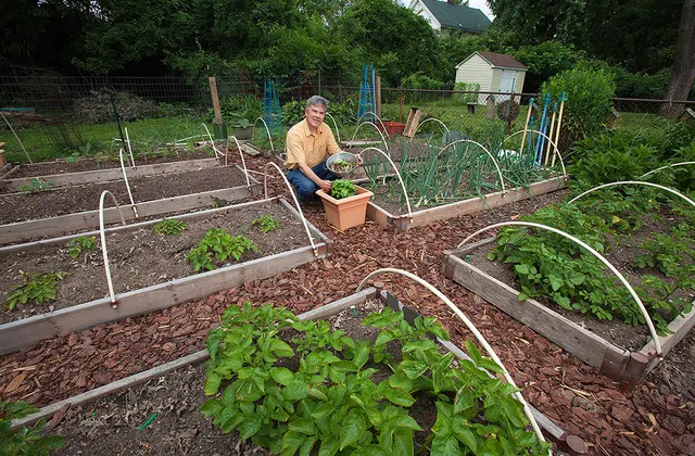 A real raised-bed vegetable garden with potatoes, trellises, row-cover hoops, paths, and a gardener holding harvested lettuce.