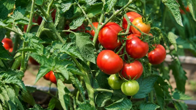 Ripe red tomatoes growing on a healthy tomato vine in a summer vegetable garden.