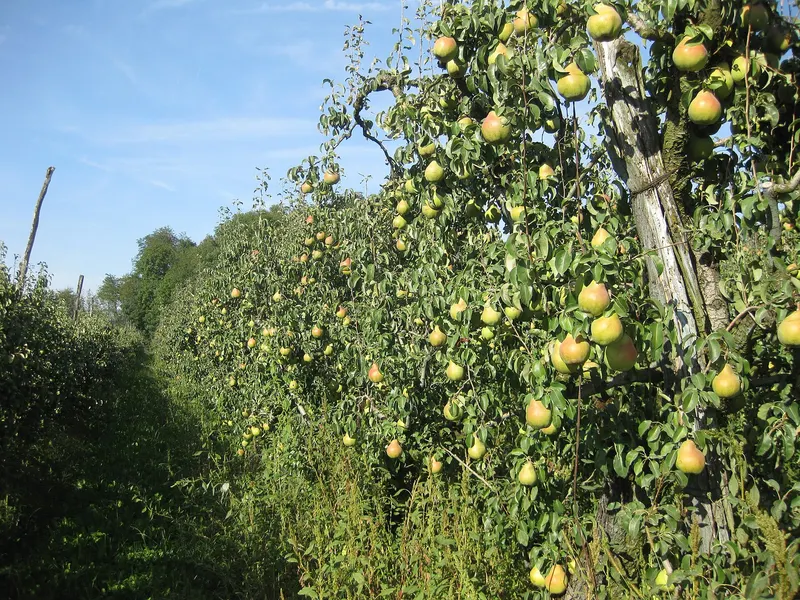 Kosui Asian pear tree showing foliage and plant structure.