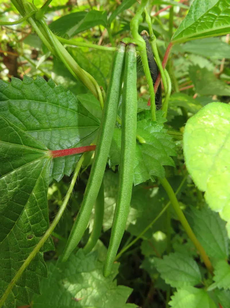 Adzuki bean plant showing foliage and plant structure.