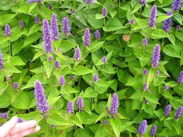 Anise hyssop plants with upright lavender flower spikes.
