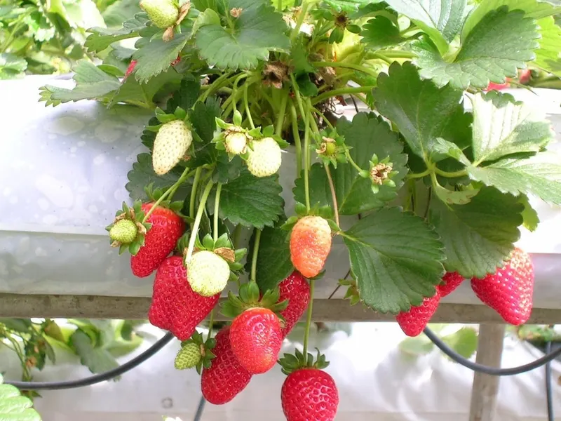 Strawberries growing on leafy plants.