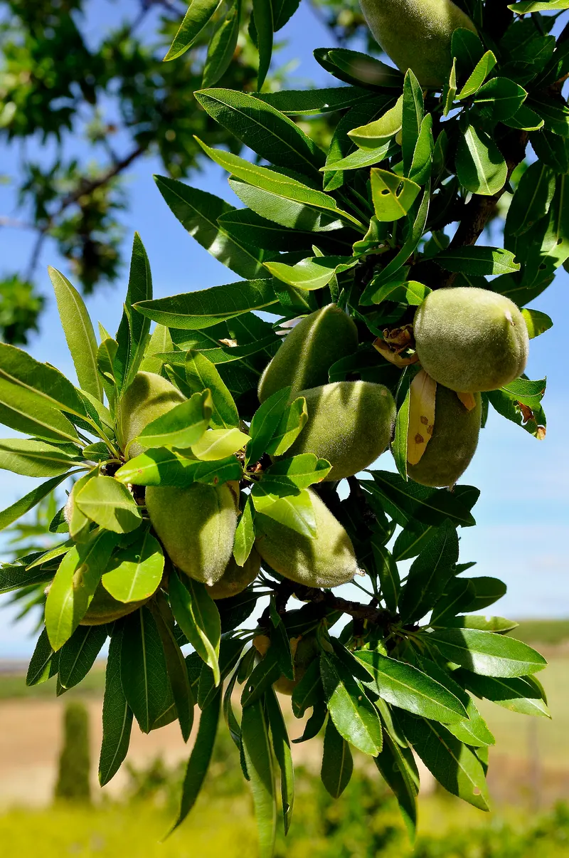 Almond branch with green almonds and leaves.
