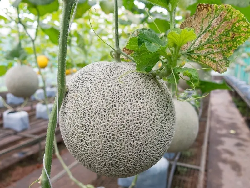 Cantaloupe-type melon hanging from a leafy vine.