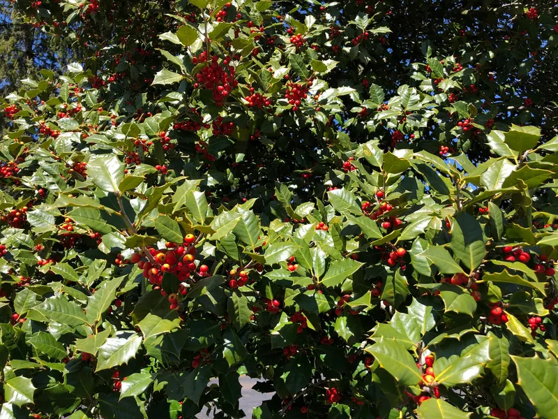 Compact Japanese holly shrub showing foliage and plant structure.