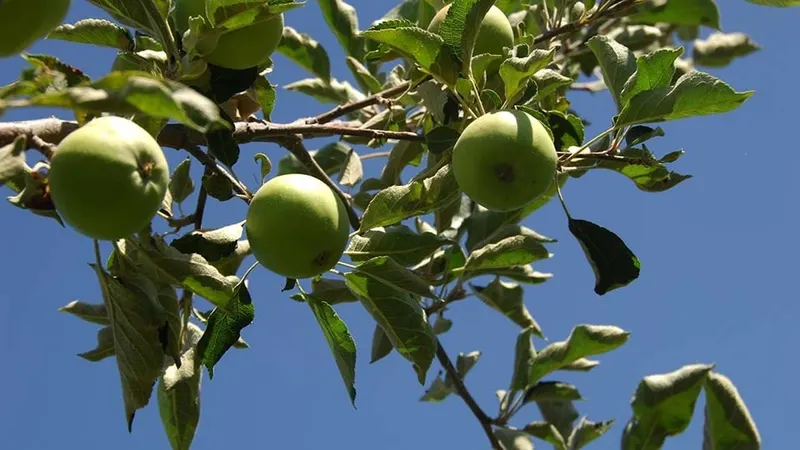 Apple fruit growing on leafy branches.