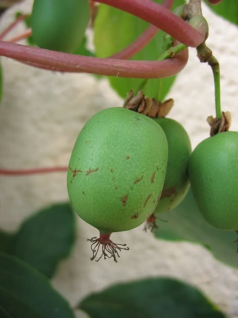 Hardy kiwi fruit hanging on leafy vines.