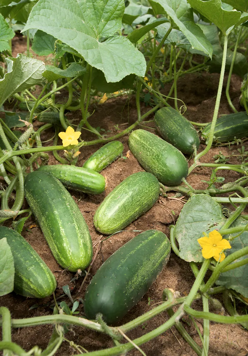 Asian pickling cucumber vine showing foliage and plant structure.