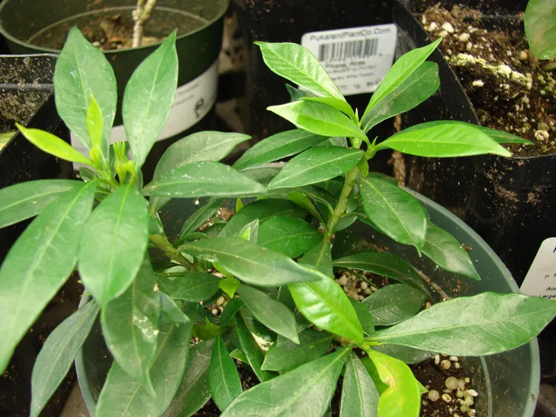 August Beauty gardenia shrub showing foliage and plant structure.