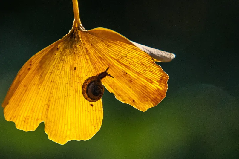 Autumn Gold ginkgo tree showing foliage and plant structure.