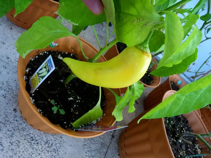 Banana pepper fruit growing on a potted pepper plant.