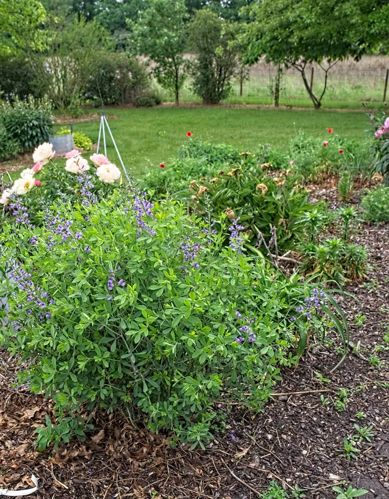 Cream wild indigo showing pale flower spikes and blue-green foliage.