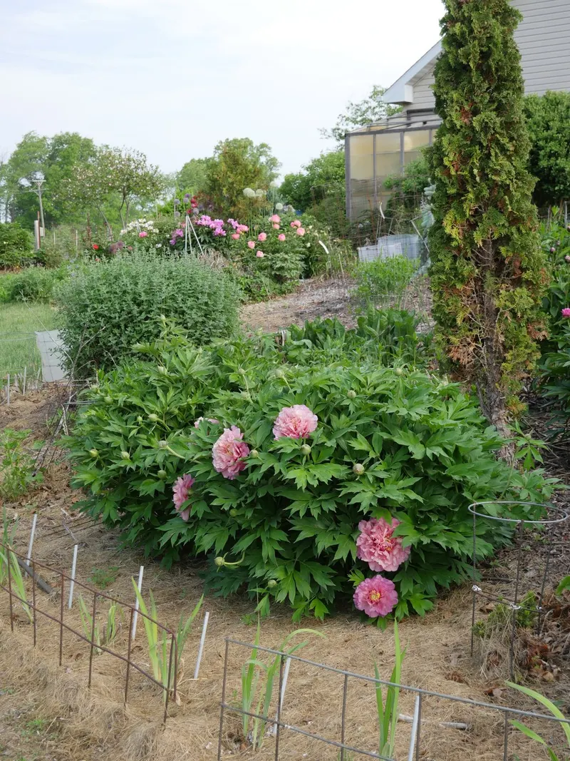 Bartzella Itoh peony plant showing foliage and plant structure.