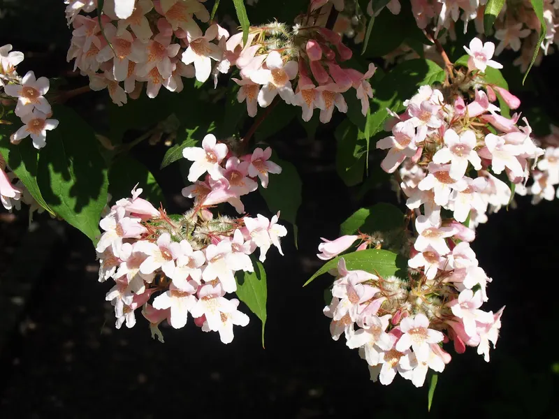 Beautybush showing arching shrub stems, leaves, and pink flowers.
