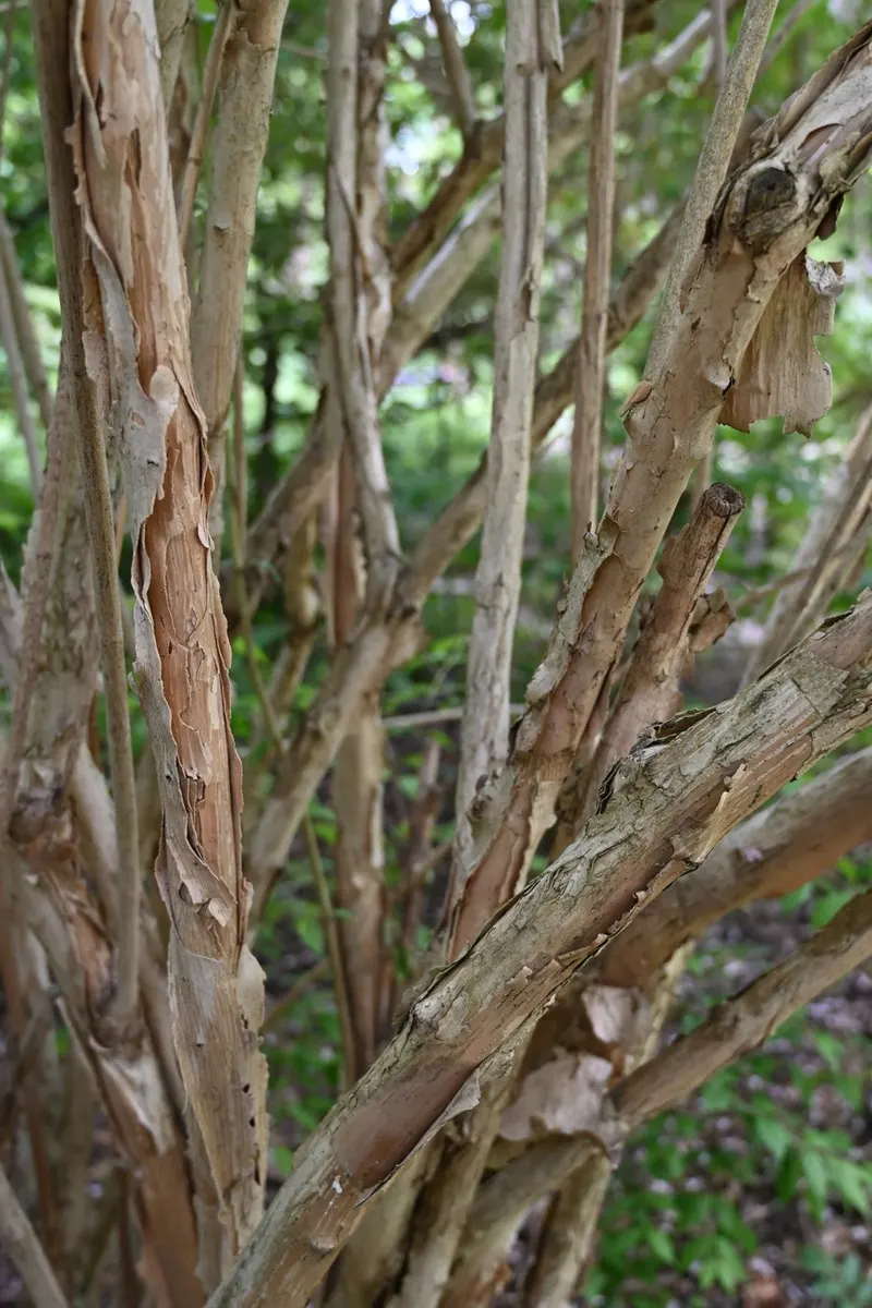 Beautybush shrub showing foliage and plant structure.