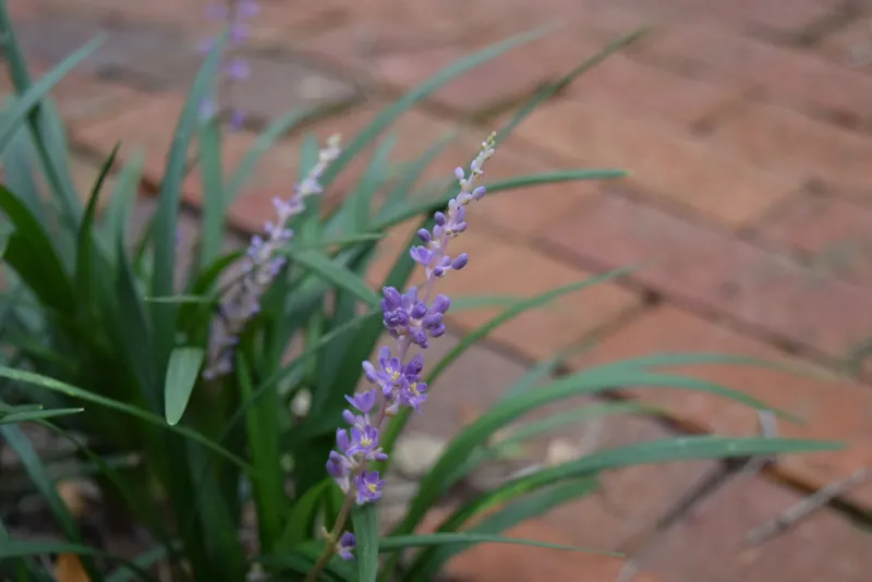Big Blue liriope plant showing foliage and plant structure.