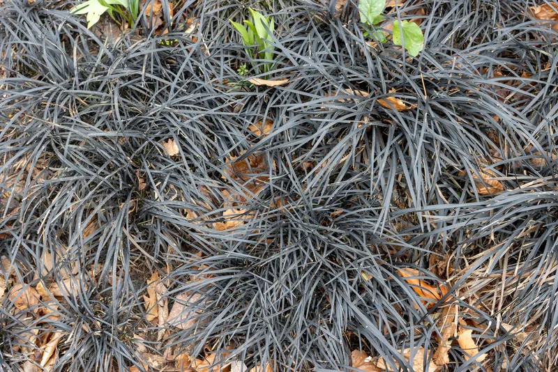 Black mondo grass plant showing foliage and plant structure.
