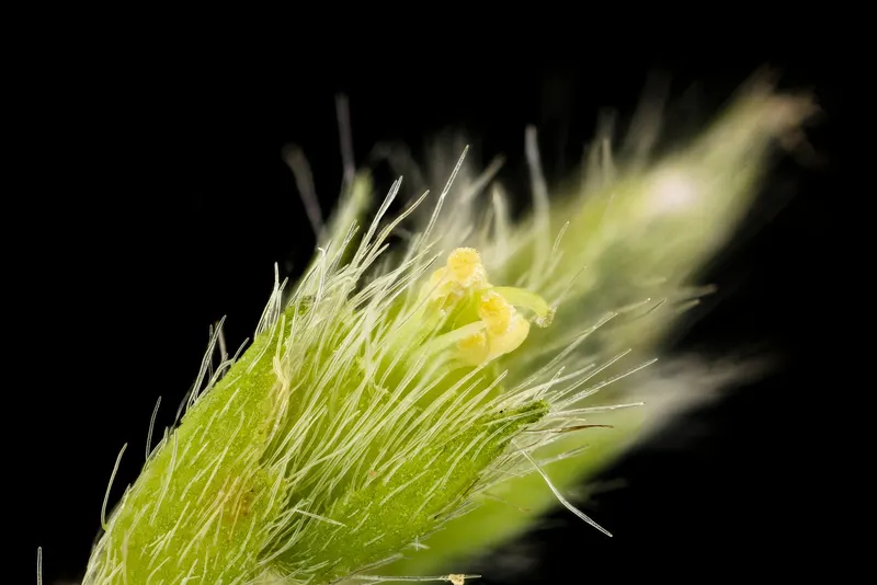 Black soybean plant showing foliage and plant structure.
