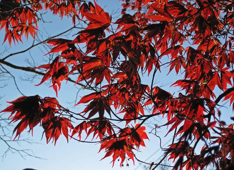 Emperor One Japanese maple tree showing foliage and plant structure.