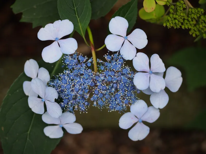 Blue Billow hydrangea shrub showing foliage and plant structure.